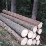 Käferholz